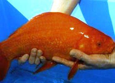 Continuare  - cel-mai1111.jpg